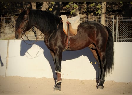 PRE Mestizo, Semental, 6 años, 168 cm, Castaño oscuro