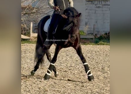 PRE Mestizo, Semental, 6 años, 168 cm, Negro