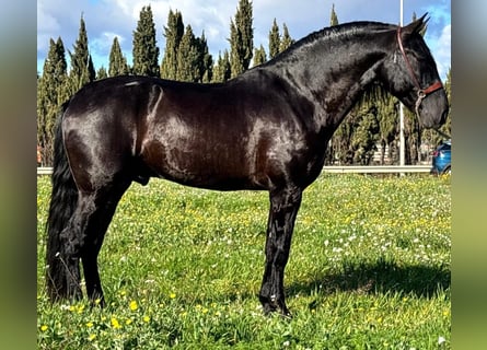PRE, Semental, 6 años, 168 cm, Negro