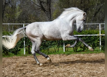 PRE Mestizo, Semental, 6 años, 169 cm, Tordo