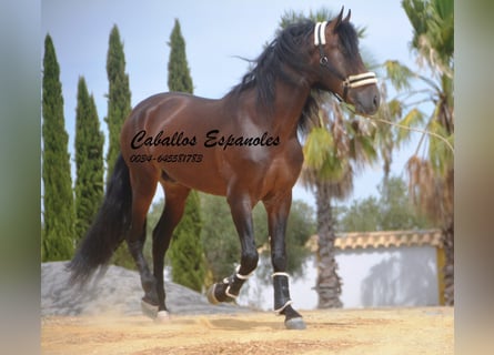 PRE, Semental, 6 años, 170 cm, Castaño