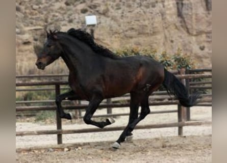 PRE Mestizo, Semental, 6 años, 170 cm, Castaño rojizo