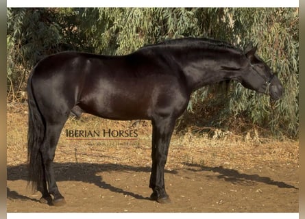 PRE Mestizo, Semental, 6 años, 170 cm, Negro PRE Mestizo, Semental, 6 años, 170 cm, Negro