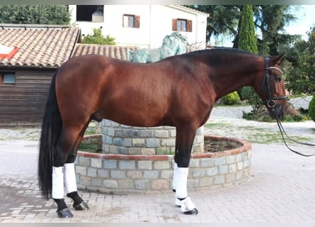 PRE Mestizo, Semental, 6 años, 171 cm, Castaño