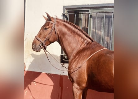 PRE Mestizo, Semental, 6 años, 173 cm, Alazán