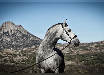 PRE Mestizo, Semental, 6 años, 173 cm, Tordo rodado