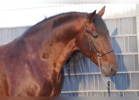 PRE, Semental, 7 años, 162 cm, Castaño