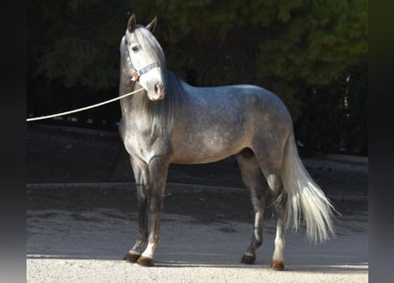 PRE Mestizo, Semental, 7 años, 163 cm, Tordo