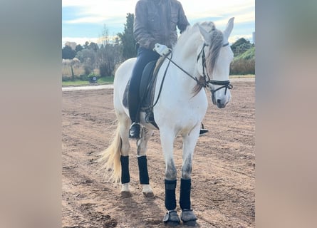 PRE Mestizo, Semental, 7 años, 163 cm, Tordo rodado