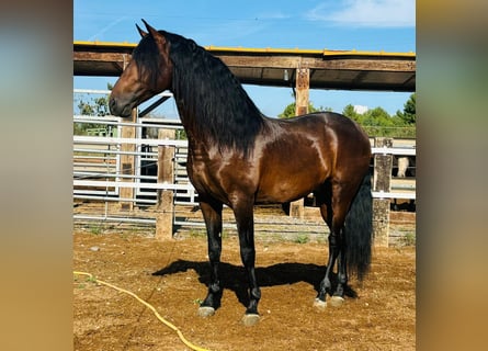 PRE Mestizo, Semental, 7 años, 164 cm, Castaño