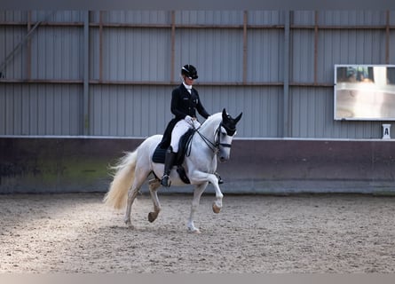 PRE, Semental, 7 años, 164 cm, White/Blanco