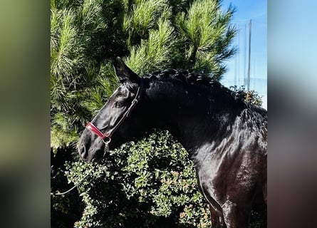 PRE Mestizo, Semental, 7 años, 165 cm, Negro