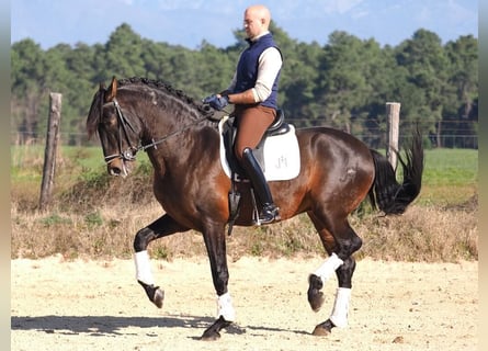 PRE Mestizo, Semental, 7 años, 167 cm, Castaño