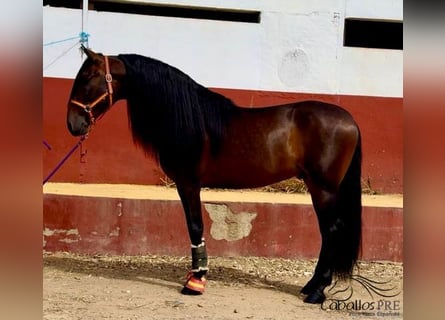 PRE, Semental, 7 años, 167 cm, Castaño