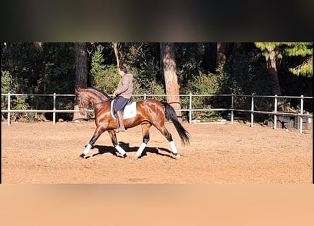 PRE Mestizo, Semental, 7 años, 167 cm, Castaño