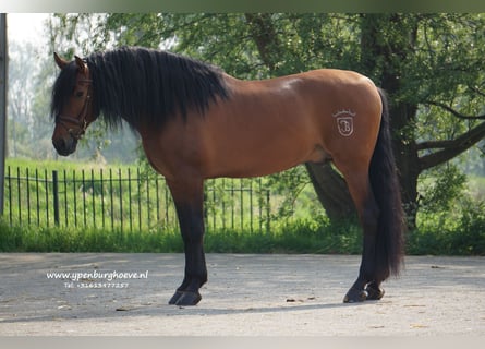 PRE, Semental, 7 años, 170 cm, Castaño oscuro