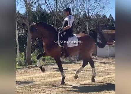 PRE Mestizo, Semental, 7 años, 171 cm, Castaño