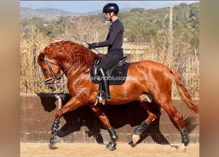 PRE Mestizo, Semental, 7 años, 173 cm, Alazán