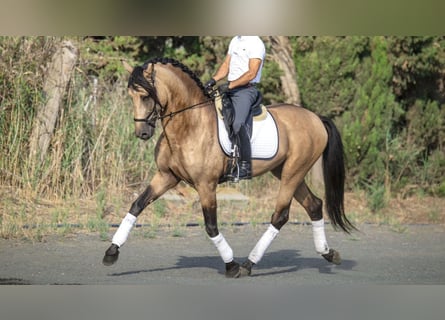 PRE Mestizo, Semental, 7 años, 173 cm, Buckskin/Bayo