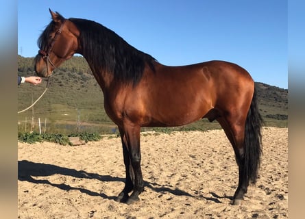PRE Mestizo, Semental, 8 años, 160 cm, Castaño