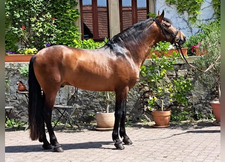 PRE Mestizo, Semental, 8 años, 160 cm, Castaño oscuro