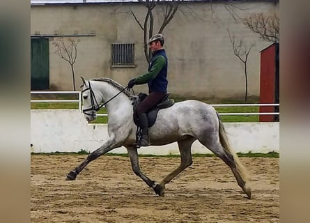 PRE Mestizo, Semental, 8 años, 161 cm, Tordo