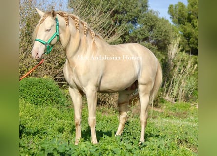 PRE Mestizo, Semental, 8 años, 162 cm, Perlino