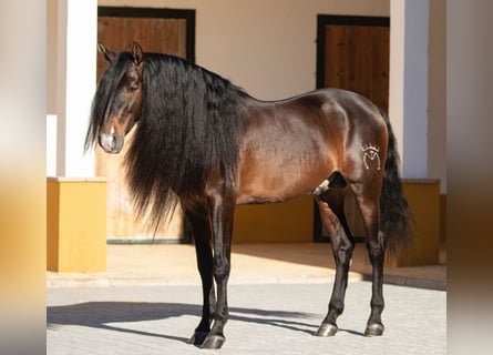 PRE Mestizo, Semental, 8 años, 163 cm, Castaño