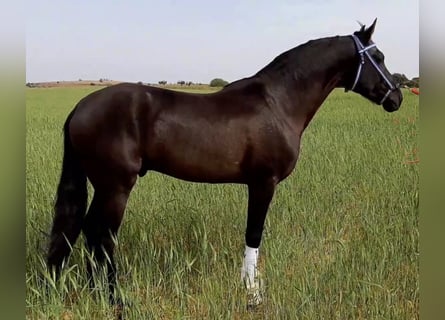PRE, Semental, 8 años, 164 cm, Negro