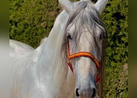 PRE Mestizo, Semental, 8 años, 164 cm, Tordo