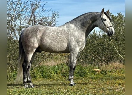 PRE Mestizo, Semental, 8 años, 164 cm, Tordo rodado