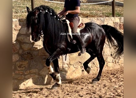 PRE Mestizo, Semental, 8 años, 165 cm, Castaño oscuro