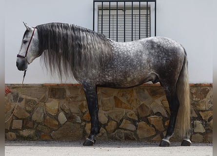 PRE Mestizo, Semental, 8 años, 166 cm, Tordo