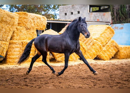 PRE Mestizo, Semental, 8 años, 168 cm, Negro