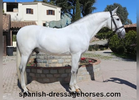 PRE Mestizo, Semental, 8 años, 171 cm, Tordo