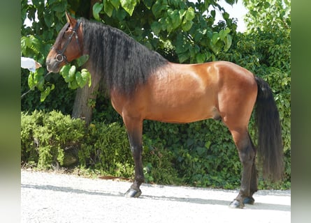 PRE Mestizo, Semental, 8 años, 172 cm, Castaño