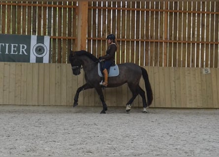 PRE Mestizo, Semental, 8 años