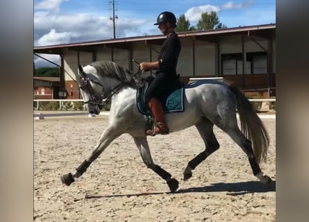 PRE Mestizo, Semental, 9 años, 165 cm, Tordo rodado