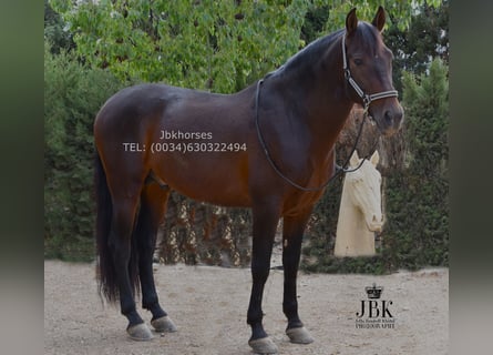 PRE, Semental, 9 años, 166 cm, Castaño