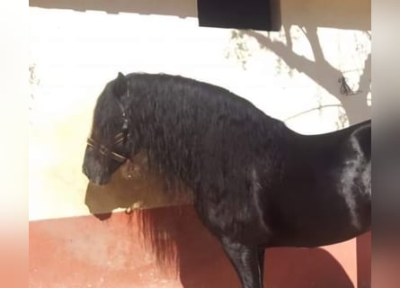 PRE Mestizo, Semental, 9 años, 168 cm, Negro