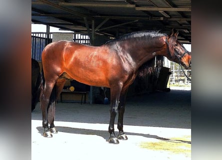 PRE Mestizo, Semental, 9 años, 170 cm, Castaño