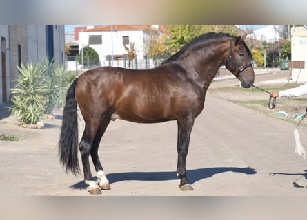 PRE Mestizo, Semental, 9 años, 174 cm, Castaño rojizo