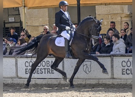PRE, Semental, 11 años, 177 cm, Negro