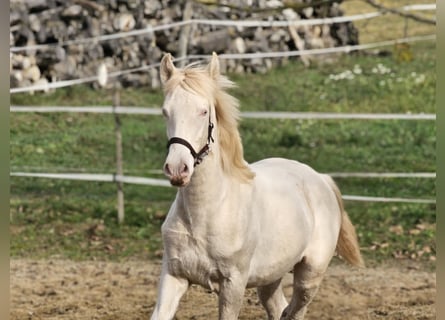 PRE, Semental, Potro (09/2025), 140 cm, Perlino