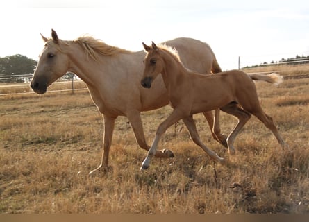 PRE, Semental, Potro (06/2026), 164 cm, Palomino