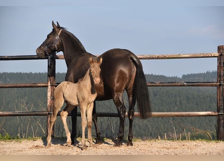 PRE, Semental, Potro (03/2026), 170 cm, Perla