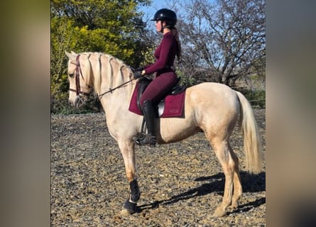 PRE Mix, Stallion, 10 years, 15.2 hh, Overo-all-colors