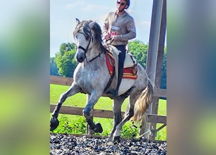 PRE Mix, Stallion, 10 years, 15,2 hh, Gray