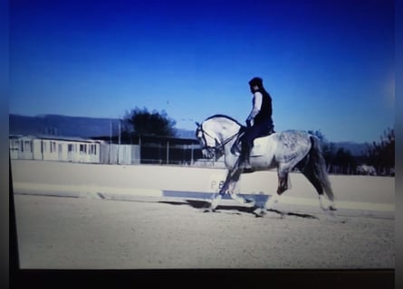 PRE Mix, Stallion, 10 years, 15,2 hh, Grey