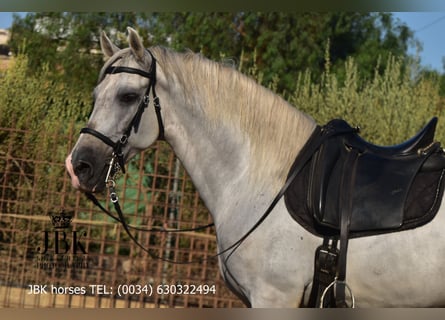 PRE Mix, Stallion, 10 years, 15,2 hh, Grey